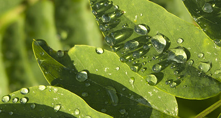 Moringa